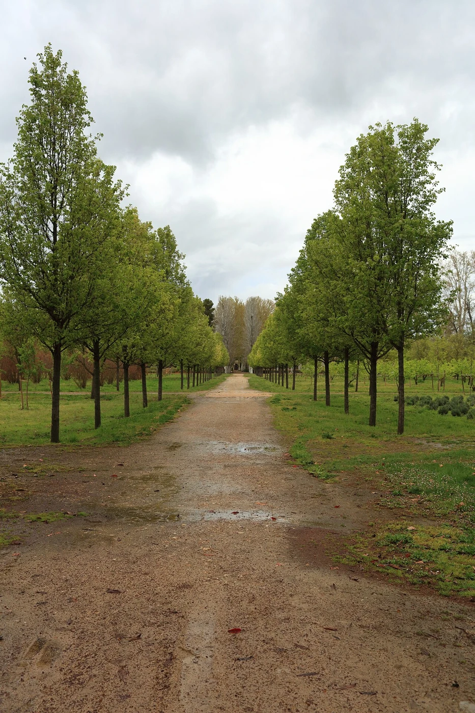 Paseo de tierra entre alineaciones de árboles del Jardín del Príncipe