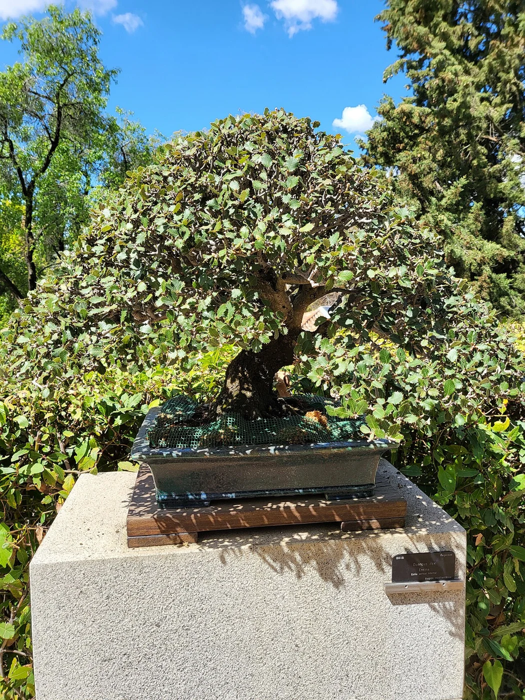 Bonsái de encina con su recipiente y etiqueta en el Real Jardín Botánico