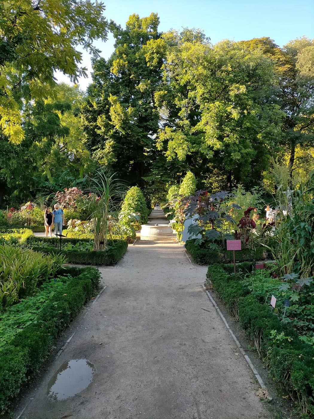 Camino entre plantaciones y árboles del Real Jardín Botánico en septiembre